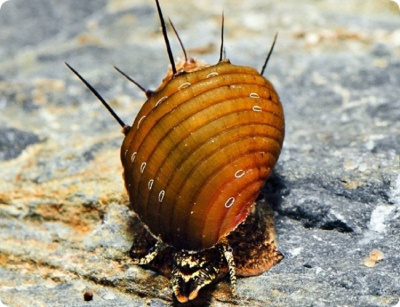 Улитка Неритина Волосатая