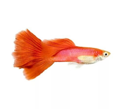 картинка Гуппи Красный Коралл от магазина