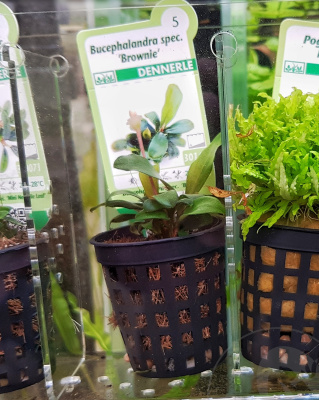 картинка Буцефаландра Брауни, в горшочке от магазина