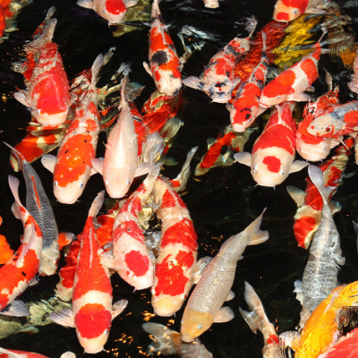 JBL ProPond Vario M - Основной корм для прудовых рыб ср. размера, палочки и хлопья, 0,72кг 5,5 л