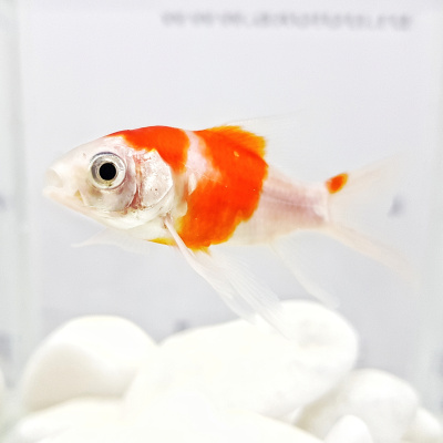 Комета Красно-Белая (SM) Carassius auratus
