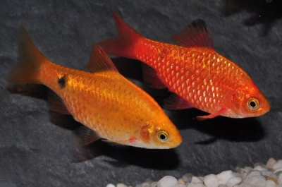 Барбус Огненный Золотой Неон Barbus conchonius