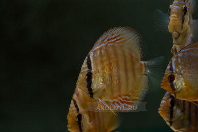 Дискус Туркис Красный Бриллиант, SM Symphysodon