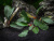 Буцефаландра Вельвет, в горшочке