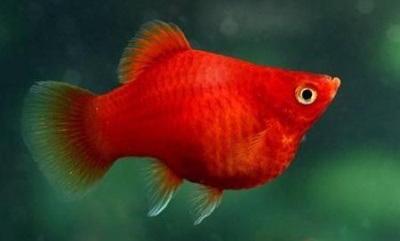 картинка Пецилия Дисковая Рубин от магазина