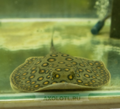 Скат моторо