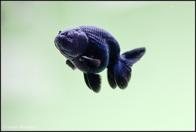 Ранчу Черный (SM) Carassius auratus