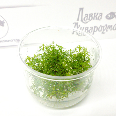 Прозерпинака паллюстрис