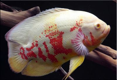 Астронотус Альбино Ред, М Astronotus ocellatus