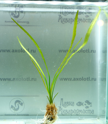 Апоногетон Стахиспорус (бульба), шт