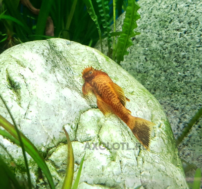 LDA16 Анциструс Золотой Леопард Ancistrus sp. LDA16