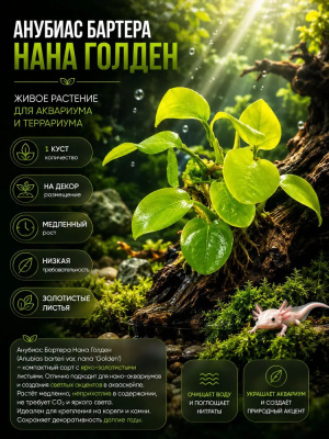 Анубиас Нана Голден, шт Anubias species Golden