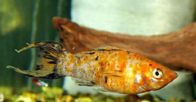 Моллинезия Красный Леопард Лира