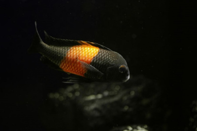 Трофеус Мура Бемба