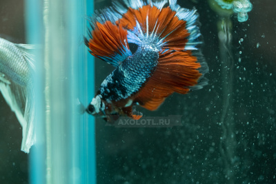 Петушок Халфмун (самец)