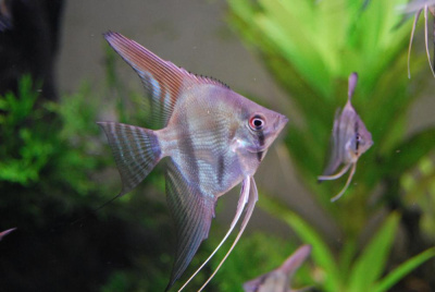 Скалярия Перуанский