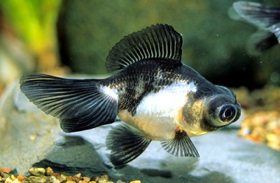 Телескоп Панда (SM) Carassius auratus Телескоп Панда (SM) Carassius auratus