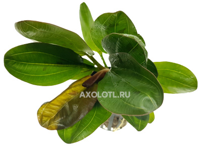 Эхинодорус Хади Ред Перл, в горшочке