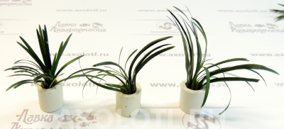 Офиопогон Японский, шт Ophiopogon japonica