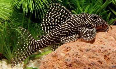 L260 Гипанциструс Королева Арабеска Hypancistrus sp. L260