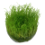 TROPICA Мох таксифилум Барбери (меристемное растение)