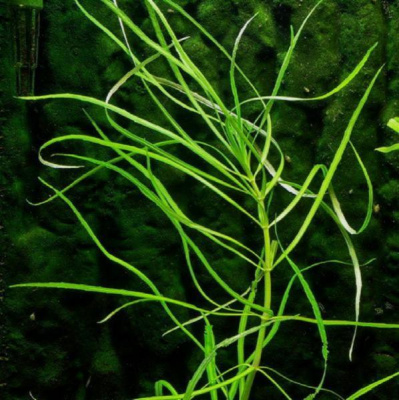 Погостемон Октопус, шт