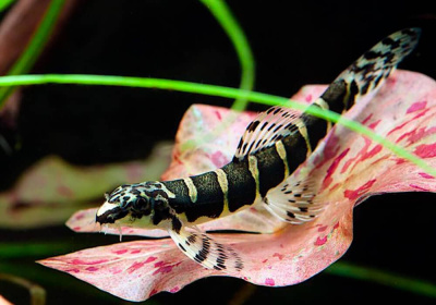 Вьюн Восьмиполосый Serpenticobitis octozona