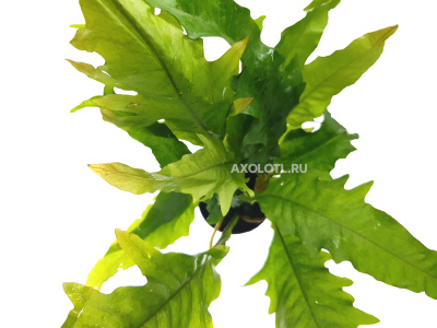 Папоротник Таиландский Санрайз, в горшочке