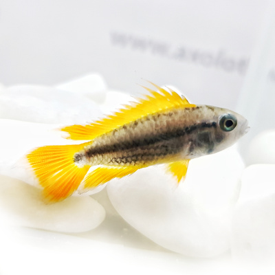 Апистограмма Агассица Фаер Ред Apistogramma agassizii sp.