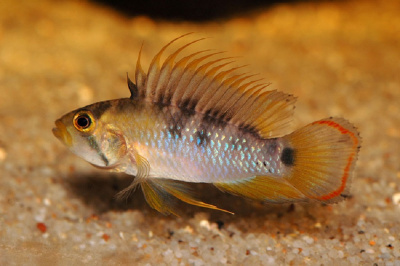 картинка Апистограмма Баенши от магазина