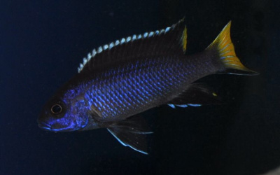 Псевдотрофеус Ацей Итунги Pseudotropheus spec. acei Itungi