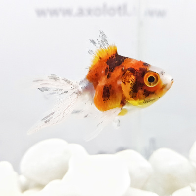 Риукин Ситцевый (SM)   Carassius auratus