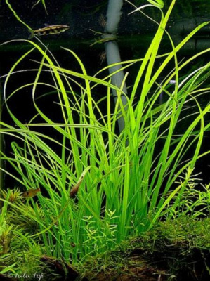 Циперус Хелфери, пучок