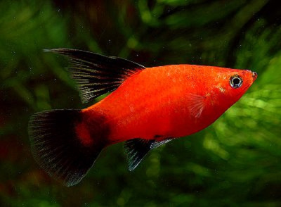 Пецилия Высокоплавничная Красная Чернохвостая