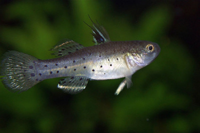 Бычок-рыцарь Stigimatogobius sadanundio