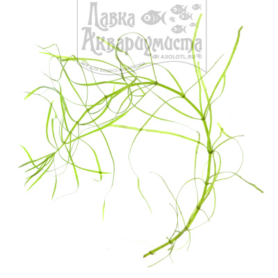 Погостемон Октопус, шт