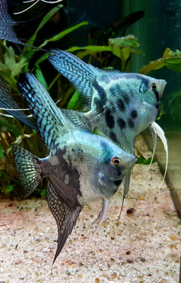 Скалярия Пиной, SM Скалярия Пиной, SM