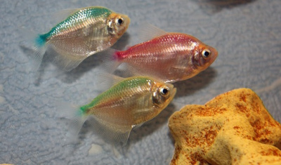 Тернеция Разноцветная (Карамелька)