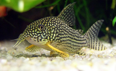 Коридорас Штерба  Corydoras sterbai