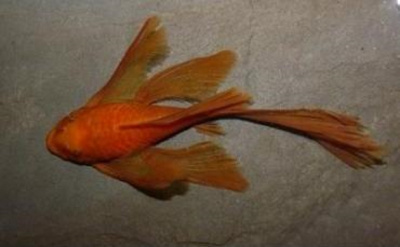 Анциструс Стрекоза Вуалевый Красный Ancistrus sp,