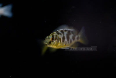 Хаплохромис Венустус (золотой леопард) Хаплохромис Венустус (золотой леопард)