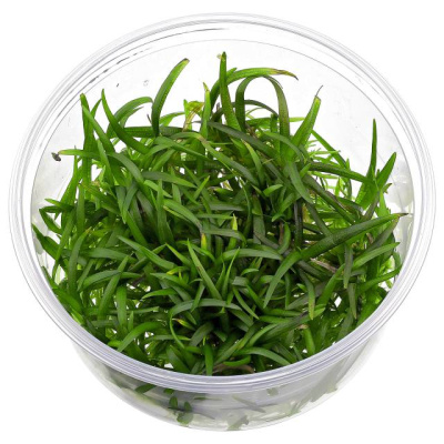 Саггитария Субулата (меристемное растение), ф60х40 мм Саггитария Субулата (меристемное растение), ф60х40 мм