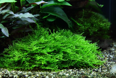 TROPICA Мох таксифилум Спайки (меристемное растение)
