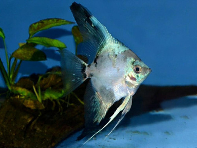 картинка Скалярия Призрак, S  от магазина