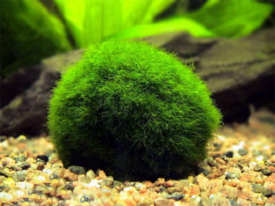 Кладофора XL