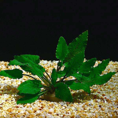 Криптокорина беккетта, с грузом Криптокорина беккетта, с грузом