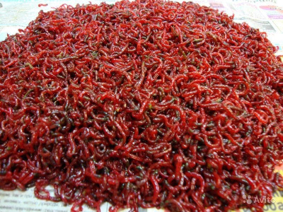 Живой мотыль, 1 кг (под заказ)