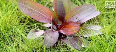 Эхинодорус Хамелеон Красный, в горшочке