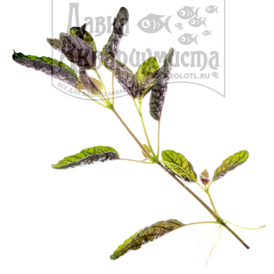 Хемиграфис Экзотика, шт