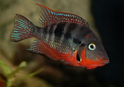 Цихлазома Меека